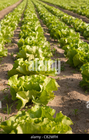 Righe di coltivazione biologica di lattuga iceberg, Lactuca spp, fonte di vitamine esp vit K che mostra il dettaglio di semina nel metodo di allevamento Foto Stock