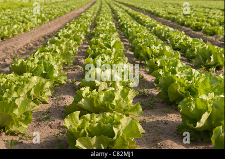 Righe di coltivazione biologica di lattuga iceberg, Lactuca spp, fonte di vitamine esp vit K che mostra il dettaglio di semina nel metodo di allevamento Foto Stock