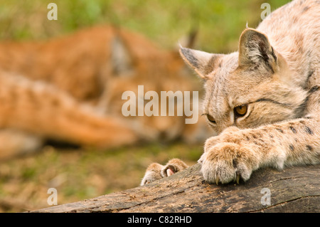 Eurasian (Lynx Lynx lynx) - femmina adulta affilatura di chiodi sul gambo di albero in Gaiapark Kerkrade, Paesi Bassi,l'Europa occidentale Foto Stock