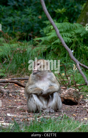 Monkey seduto da solo in Trentham Gardens, Regno Unito Foto Stock