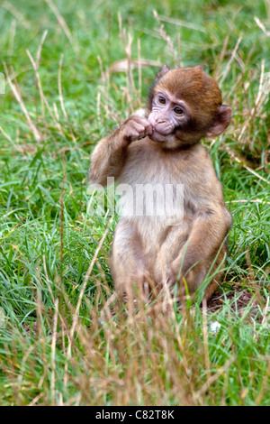 Scimmietta munching su qualche erba di Trentham Gardens, Regno Unito Foto Stock