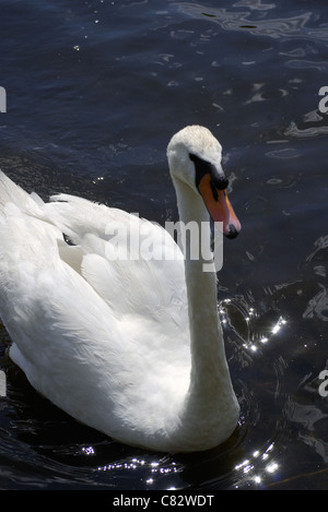 Bellezza White Swan nuoto dal lago blu closeup Foto Stock
