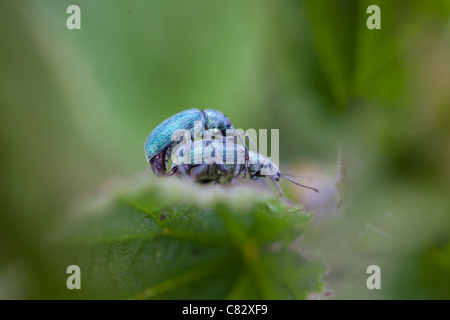 Due coleotteri blu coniugata su una foglia verde Foto Stock