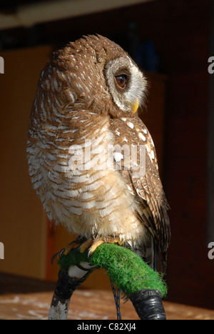 Legno africano gufo, Strix woodfordii woodfordii Foto Stock