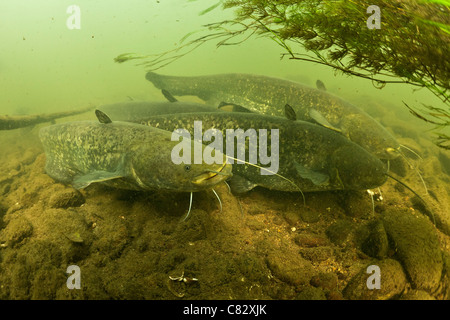 Wels siluro (Silurus glanis) nel loro ambiente naturale (Francia). Chiamato anche siluro, ricevono il baffo-come barbigli. Foto Stock