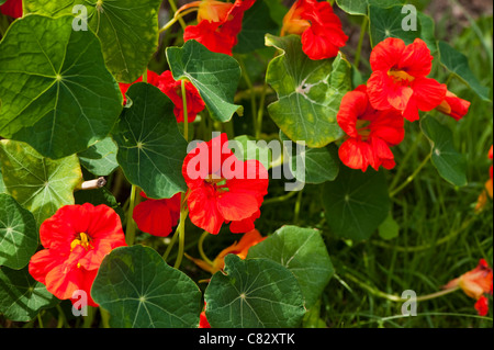 Nasturtiums il, Tropaeolum majus, in fiore Foto Stock
