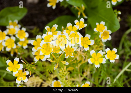 Limnanthes douglasii, Uovo affogato fiore in fiore Foto Stock