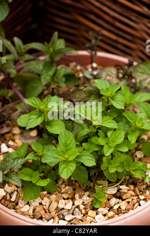 Mentha x gracilis syn. Mentha x gentilis, Zenzero Menta, crescendo in un contenitore Foto Stock