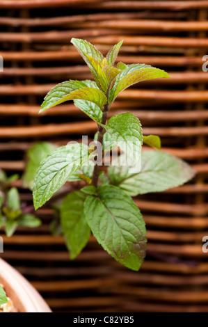 Mentha x piperita f citrara "cioccolato", cioccolato Menta, crescendo in un contenitore Foto Stock