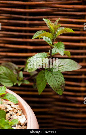 Mentha x piperita f citrara "cioccolato", cioccolato Menta, crescendo in un contenitore Foto Stock