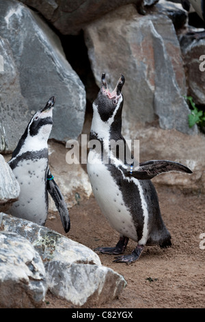 Humboldt's pinguini (Spheniscus Humboldti). Coppia, saluto uno un altro. Lo Zoo di Wuppertal, Germania. Originario del Sud America. Foto Stock