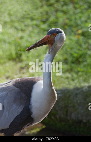 Wattled gru (Bugeranus carunculatus). Wuppertal giardini zoologici. Nativo di Africa del sud. Etiopia. Rare. In via di estinzione. Foto Stock