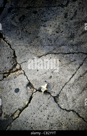 Closeup fiore e crepe nel calcestruzzo Foto Stock