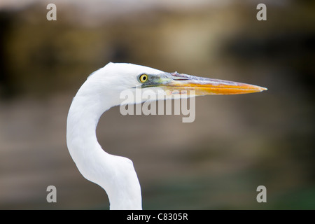 Colpo alla testa di un grande airone bianco Florida Keys USA US Foto Stock