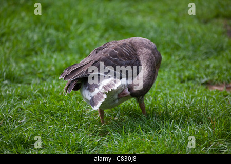 Bianco-fronteggiata Goose (Anser albifrons). Immaturo o un uccello nel primo inverno del piumaggio, preening area di sfiato. Foto Stock