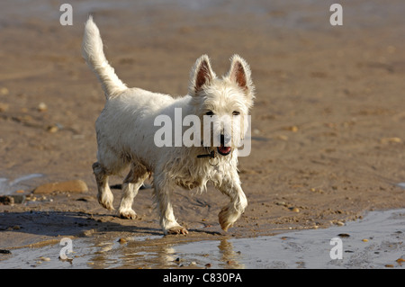 West Highland White Terrier cane godendo una giornata in spiaggia. Foto Stock