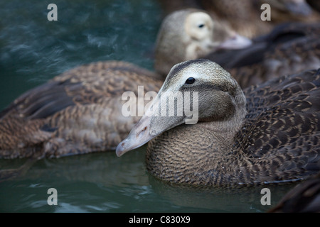 Eider Duck (Somateria mollissima). I capretti, primo inverno piumaggio. (Spectacled Eider dietro). Foto Stock