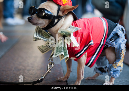 Chihuahua cane a occupare Seattle, parte di occupare Wall Street circolazione Foto Stock