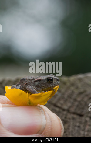 Il rospo comune (Bufo bufo). Recentemente metamorfosati di 'toadlet', su un fiore di ranuncolo trattenuto tra le dita. Salvato da giardino prato prima del taglio. Foto Stock