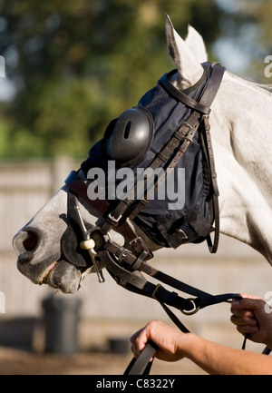 Corse di cavalli cavallo in parade ring UK Foto Stock