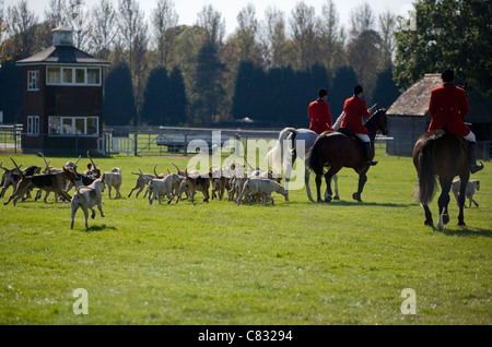 Cavalli Gruppo di adulti con pilota e hounds Southampton, Regno Unito Foto Stock