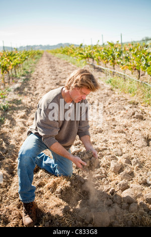 Bryan Babcock ispeziona sabbiosi, Top crema blocco di vigna, Babcock vigneto, Santa Rita Hills, Santa Ynez Valley, California Foto Stock