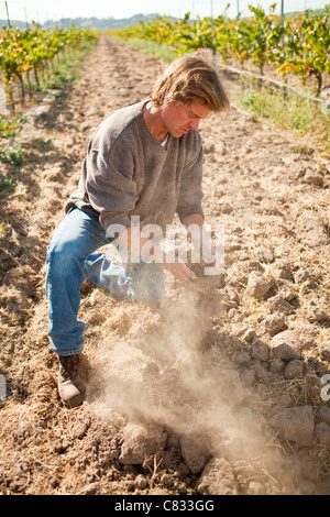 Bryan Babcock ispeziona sabbiosi, Top crema blocco di vigna, Babcock vigneto, Santa Rita Hills, Santa Ynez Valley, California Foto Stock