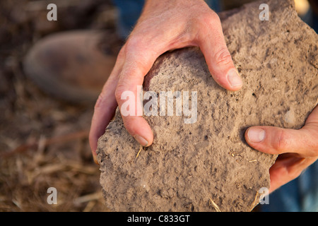 Argilla sabbiosa della crema superiore blocco di vigna, Babcock vigneto, Santa Rita Hills, Santa Ynez Valley, California, Stati Uniti Foto Stock