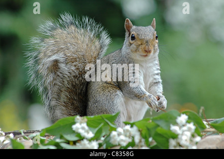 Orientale scoiattolo grigio o di scoiattolo grigio (a seconda della regione), (Sciurus carolinensis) rivolta verso il lato anteriore con fiori Foto Stock