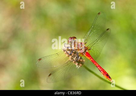Ruddy darter (sympetrum sanguineum) maschio arroccato nella luce del sole Foto Stock