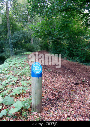 Firmare i cani randagi ammessi, Alblasserdam, Paesi Bassi Foto Stock