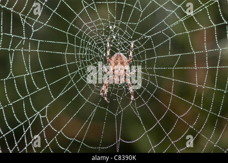 Chiusura del giardino spider [Araneus diadematus] nel centro di ragni web con rugiada. Foto Stock