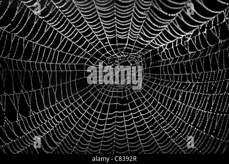 Spider Web coperto di rugiada con sfondo nero. Foto Stock