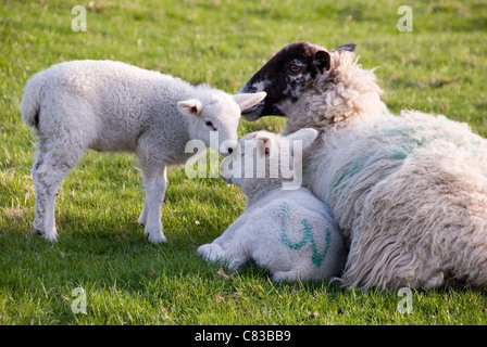 Close up on Mother Sheep and Baby Lambs Lying in Field, Grounds of Chatsworth House, Derbyshire, UK Foto Stock
