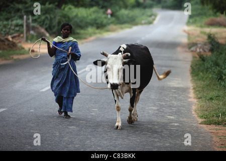 Donna con la mucca gravida Andhra Pradesh in India del Sud Foto Stock