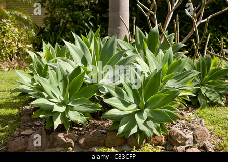 Agave attenuata di piante in Sydney, Australia Foto Stock