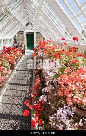 Uno del restaurato greehouses al Lost Gardens of Heligan, Pentewan, St.Austell, Cornwall Foto Stock