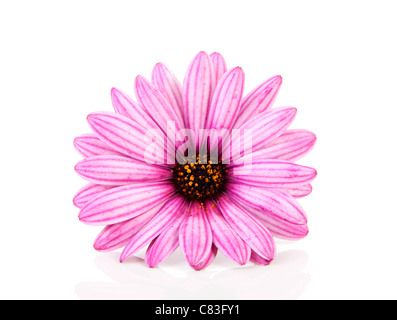 Pink daisy in primo piano isolato su sfondo bianco Foto Stock
