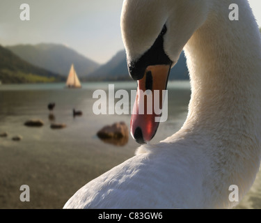 DE - Baviera: Swan al Lago Schliersee Foto Stock