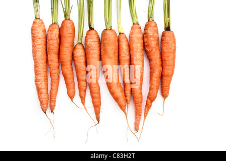 Produzione biologica di carote in linea con la parte della carota top su uno sfondo bianco. Foto Stock