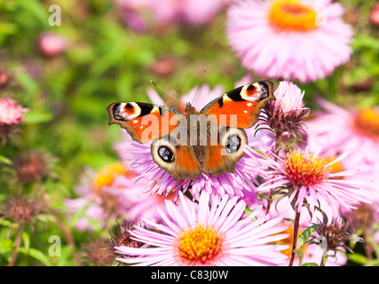 Farfalla pavone alimentazione su un Michaelmas Daisy fiore in un giardino in Corbridge Northumberland England Regno Unito Regno Unito Foto Stock