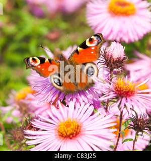 Farfalla pavone alimentazione su un Michaelmas Daisy fiore in un giardino in Corbridge Northumberland England Regno Unito Regno Unito Foto Stock