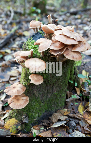 Armillaria mellea Chiodino in Gauja Parco Nazionale della Lettonia Foto Stock