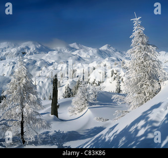 Paesaggio invernale. Pini innevati nel Parco Nazionale del Triglav Foto Stock