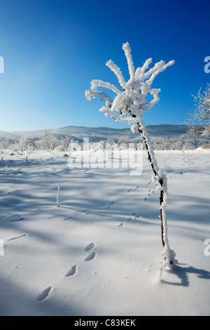 Fiore d'inverno Foto Stock