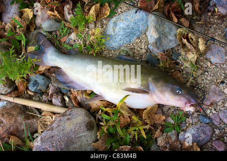 Appena pescato il pesce gatto di canale Foto Stock