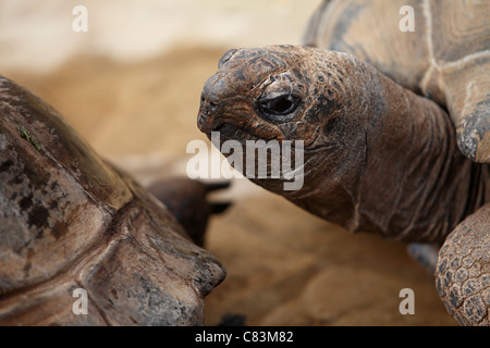 Tartaruga di terra Foto Stock