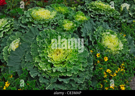 Un fiore di verde e viola il cavolo per decorare il giardino Foto Stock