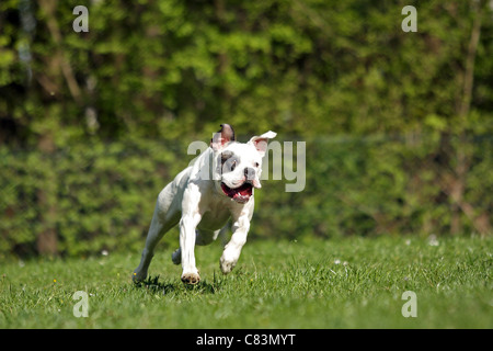 American Bulldog - in esecuzione sul prato Foto Stock