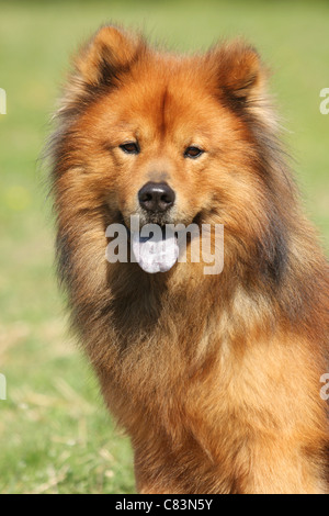 Eurasier dog - Ritratto Foto Stock